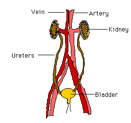 5th Graders Learn About the Excretory System!