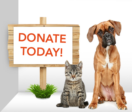 Shelter Pet Drive