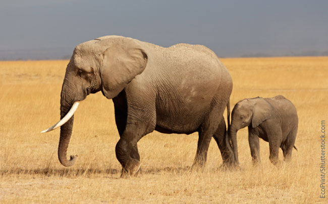 Endangered African Elephants