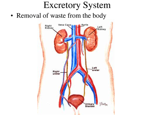 The Excretory System