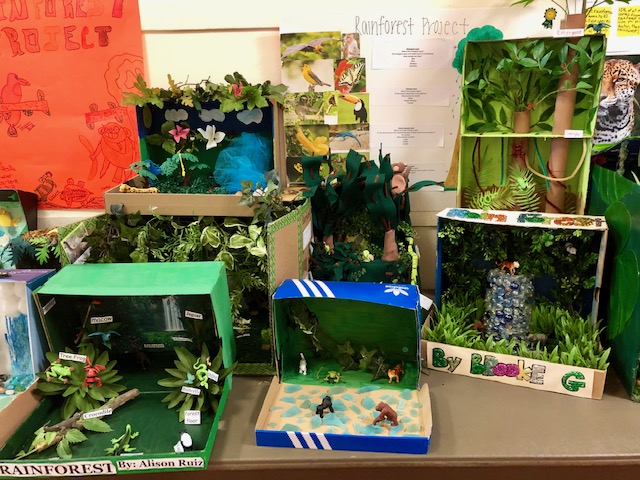 Rain Forest Project
